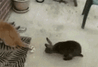 1255351671_rabbit_vs_cat.gif