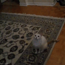 Cat doing a funny dance