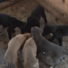 Puppy flips over while eating