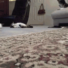 Cat passing