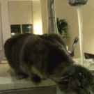 Cat showering in the sink