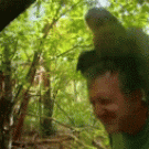 Parrot mating with photographer