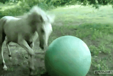 1287507497_horse-plazying-with-big-ball.gif