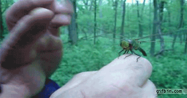 1287507853_dragonfly-high-five.gif