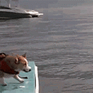 Corgi flop