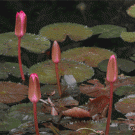 Time-lapse blooming flowers