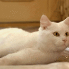 Cat vs. mouse cursor