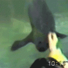 Hypnotizing the seal