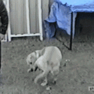 Dog takes leg for a walk