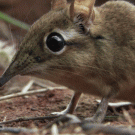 Elephant shrew om nom nom