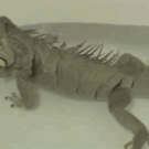 Iguana fart