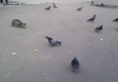 1318525546_cat_catching_pigeon_fail.gif