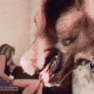 Bully dog treats cat like pillow