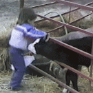 Kid drinks from milk bottle after calves