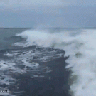 Scumbag whale