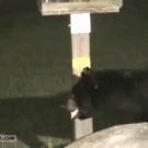 Bear scares raccoon