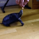 Turtle stands on hind legs for food