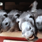 Donkeys