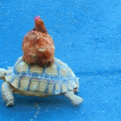 Chicken riding a tortoise