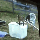 Goats watching goats