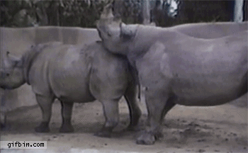 1349281770_rhino_lifts_other_rhino.gif