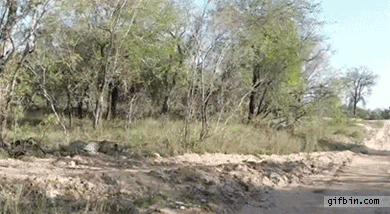 1349977541_stealth_leopard_catches_impala.gif