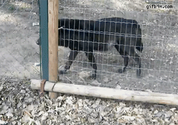 1351534621_doberman_vs_wolf.gif