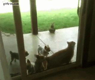 1351534727_cat_opens_door_for_puppies.gif