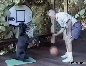 1351621072_dog_plays_basketball.gif