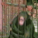 Chimp gets ass