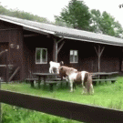 Goats on a horse