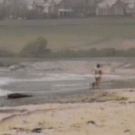 Dog takes chair on a walk