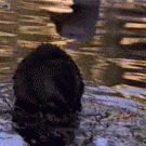 Goose attacks beaver