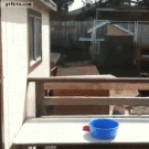 Parkour goat