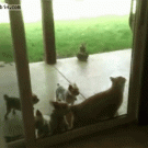 Cat opens door for puppies