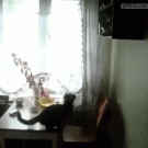 Cat jump fail