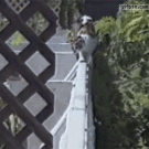 Cat on a fence