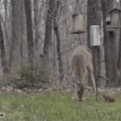 Squirrel attacks deer