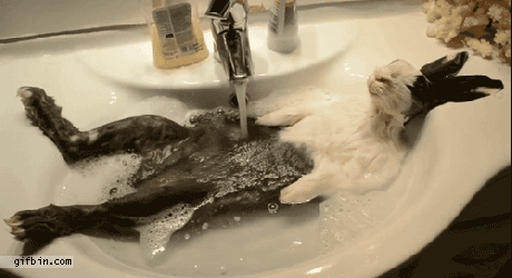 1381943538_rabbit_taking_a_bath.gif