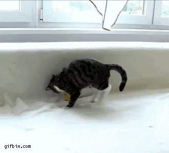 1382373028_cat_playing_with_toy.gif