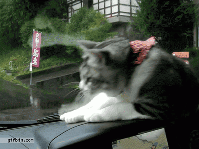 http://www.gifbin.com/bin/102013/1383067557_cat_vs_windshield_wiper.gif