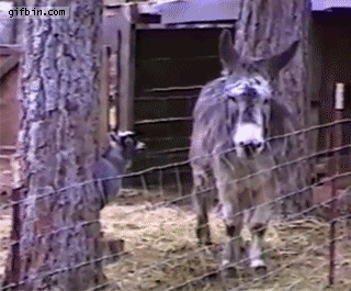 1383067713_goat_uses_donkey_to_jump_over_fence.gif