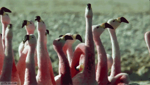 [Image: 1383506588_disoriented_flamingos.gif]