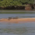 Jaguar catches crocodile