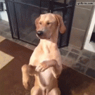 Dog plays dead when getting shot