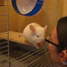 Embarrassed chinchilla