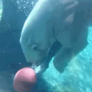 Polar bear with basketball skills