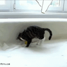 Cat playing with toy