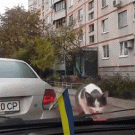 Cat startled by windhield wipers