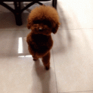Dog dances on two legs